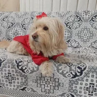 سگ نر نژاد شیتزو تریر