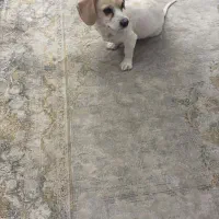 یک عدد شیتزو اشپیتز|سگ|تهران, تهرانپارس جنوبی|دیوار