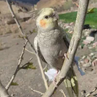 یک عدد عروس هلندی ماده