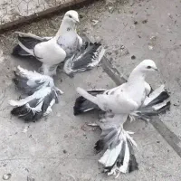 کبوتر پاپر سگی