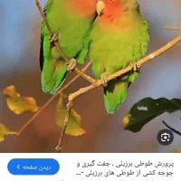 معاوضه جفت کوتوله برزیلی با مرغ عشق