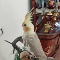 پرنده|پرنده|مرند, |دیوار