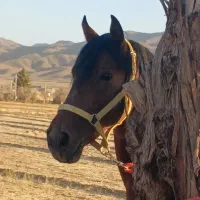 اسب|اسب و تجهیزات اسب‌سواری|زرند, |دیوار