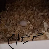 تخم نطفه دار عروس هلندی