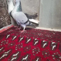 کفترقره هفرنگ ساده سبزشامی پولکی دم سفیدهم نرهوایی|پرنده|مشهد, طبرسی شمالی|دیوار