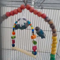 کوتوله برزیلی