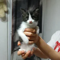 واگذاری، یک عدد گربه