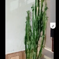 گل کاکتوس پرپشت پر شاخه