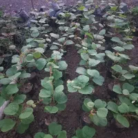 کیوی تضمینی هایوارد پایه خیاری موجود در قلعه بین