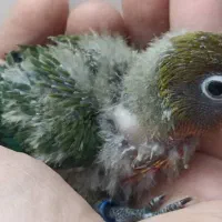 جوجه برزیلی|پرنده|ری, ملکآباد|دیوار