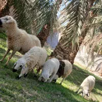 اسباب بازی بره ناقلا