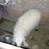 گوسفند بر ماده|حیوانات مزرعه|سراوان, |دیوار