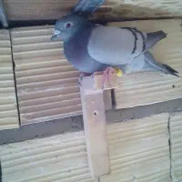 پلاکی جنگ نر|پرنده|بم, |دیوار