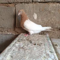 ماده کله زرد،فروشی|پرنده|بم, |دیوار