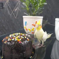 عروس هلندی سخنگو