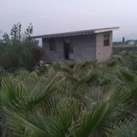 زمین ۱۰۰۰ متری-۴۰متر بنا-چاه اب-دور فنس-۶۰۰عددنهال|فروش زمین و ملک کلنگی|رودسر, |دیوار