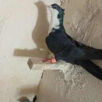 ریش سیاه نر|پرنده|خاش, |دیوار