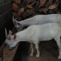 نر بزغاله سانن