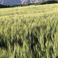 گندم بذری با برداشت ده تن در هکتار