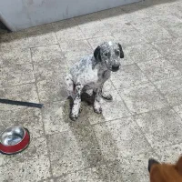 سگ صد و یک خالدار|سگ|بومهن, |دیوار