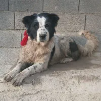 سگ لاس قدرجونی