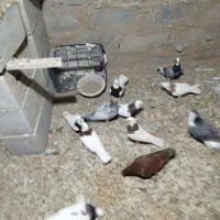 کفتر کبوتر|پرنده|گلپایگان, |دیوار