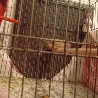 فنج|پرنده|فولادشهر, B6|دیوار