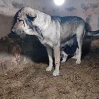 گم شده سگ ماده توله داره