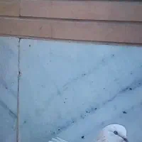گم شده کبوتر