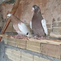 کبوتر فروشی|پرنده|مراغه, |دیوار