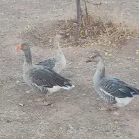 غاز|حیوانات مزرعه|شوط, |دیوار