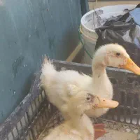 فروش جوجه اردک