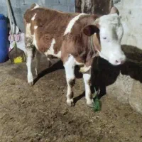 دورعسگوسالهنر