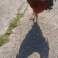 فروشی|حیوانات مزرعه|رشت, ولکس|دیوار