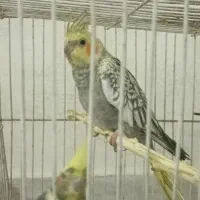 جوجه عروس هلندی مرواریدی ودسعی نیست|پرنده|شاندیز, |دیوار