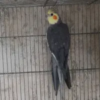 عروس هلندی بالغ آماده جفت|پرنده|هشتگرد, هیو|دیوار