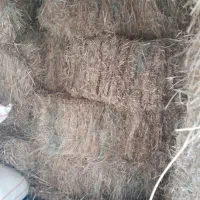 پرس گیاه داخل