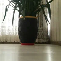 گل سانسوریا|گل و گیاه طبیعی|چرداول, |دیوار