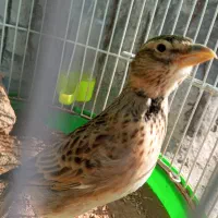 قناری جوانه نر|پرنده|تربت جام, معدآباد|دیوار