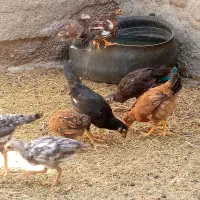 جوجه مرغ