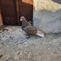 جفت قهوه ای دمسفید