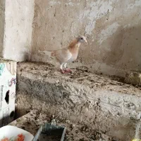 کبوترصرب،الماسی وغوره زرد|پرنده|شیراز, کاراندیش|دیوار