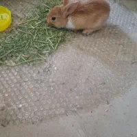 واگذاری خرگوش