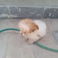 یک توله سگ بازیگوش وبانمک واگزار میشود