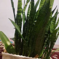 گل قاشقی و سانسوریا|گل و گیاه طبیعی|خرم‌آباد, |دیوار