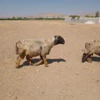 قوچ بختیاری