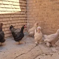 مرغ تخم گذار