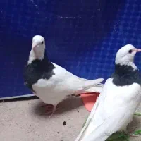 کفتر|پرنده|جلگه ماژان, |دیوار