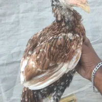 مرغ هندی پولکی نسل بالا وارداتی تضمینی|حیوانات مزرعه|میناب, |دیوار