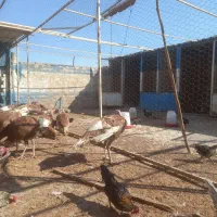 بوقلمون|حیوانات مزرعه|قم, کوه سفید|دیوار